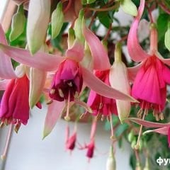 Küpe Çiçeği  Leonita Katlı Sarkan Saksılı - Pembe