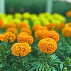 Kadife Çiçeği Fidesi - African Marigold  (1 KASA /48 adet fide) turuncu