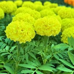 Kadife Çiçeği Fidesi - African Marigold  (1 KASA /48 adet fide)