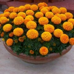 Kadife Çiçeği Fidesi - African Marigold  (1 KASA /48 adet fide)
