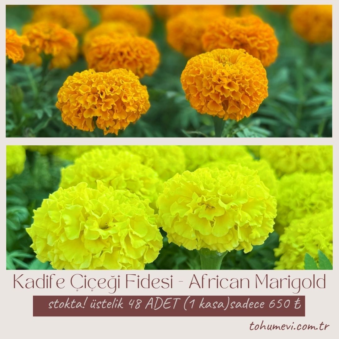 Kadife Çiçeği Fidesi - African Marigold  (1 KASA /48 adet fide)