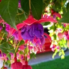 Küpe Çiçeği  Leonita Katlı Sarkan askılı Saksıda - Mor Kırmızı