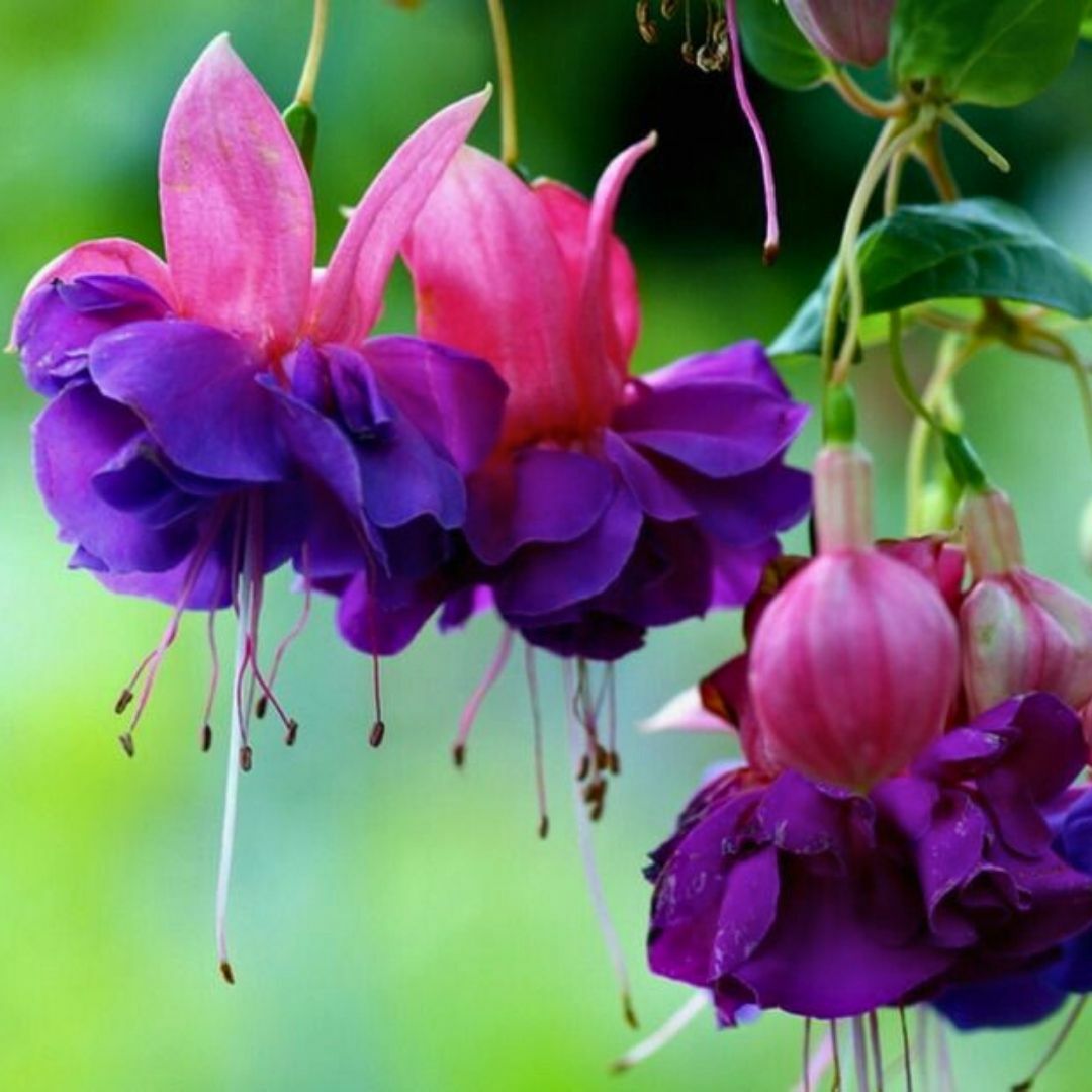 Küpe Çiçeği  Leonita Katlı Sarkan askılı Saksıda - Mor Kırmızı