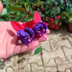 Küpe Çiçeği  Leonita Katlı Sarkan askılı Saksıda - Mor Kırmızı