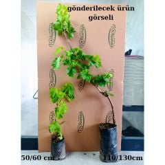 Sultani Çekirdeksiz Üzüm Fidanı 3 Yaş-Gövde Çevresi 5-10 cm