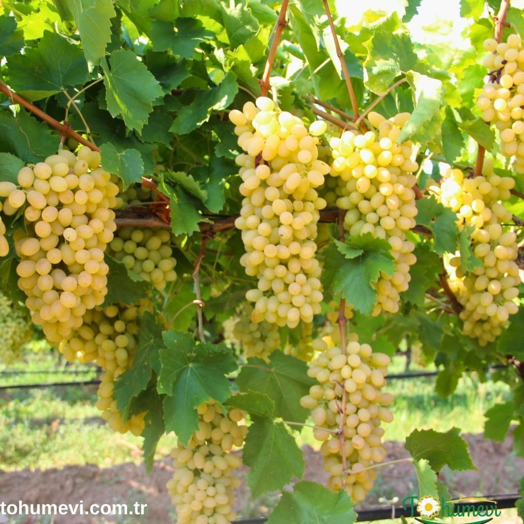 Sultani Çekirdeksiz Üzüm Fidanı 1 Yaş
