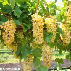 Sultani Çekirdeksiz Üzüm Fidanı 1 Yaş