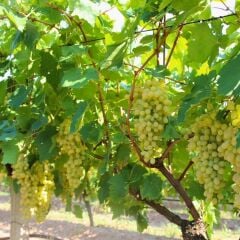 Sultani Çekirdeksiz Üzüm Fidanı 1 Yaş