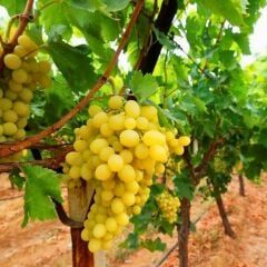 Sultani Çekirdeksiz Üzüm Fidanı 1 Yaş