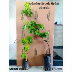 Sultani Çekirdeksiz Üzüm Fidanı 1 Yaş