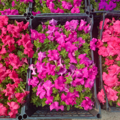 Petunya fidesi - Petunia Patio Burgundy (1 KASA /48 adet fide)