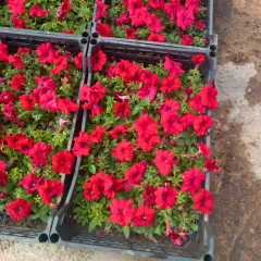 Petunya fidesi - Petunia Patio Burgundy (1 KASA /48 adet fide)