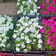 Petunya fidesi - Petunia Patio Burgundy (1 KASA /48 adet fide)