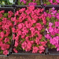 Petunya fidesi - Petunia Patio Burgundy (1 KASA /48 adet fide)