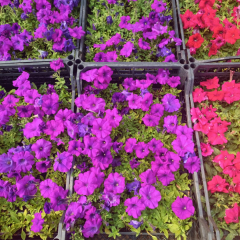 Petunya fidesi - Petunia Patio Burgundy (1 KASA /48 adet fide)