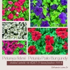 Petunya fidesi - Petunia Patio Burgundy (1 KASA /48 adet fide)