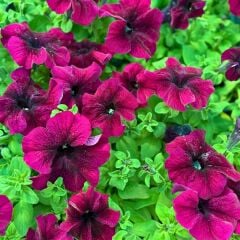 Petunya fidesi - Petunia Patio Burgundy (1 KASA /48 adet fide)