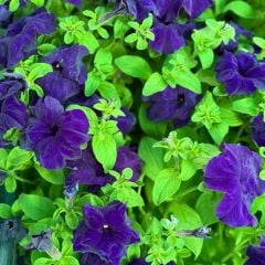 Petunya fidesi - Petunia Patio Burgundy (1 KASA /48 adet fide)
