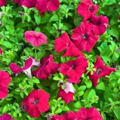 Petunya fidesi - Petunia Patio Burgundy (1 KASA /48 adet fide)