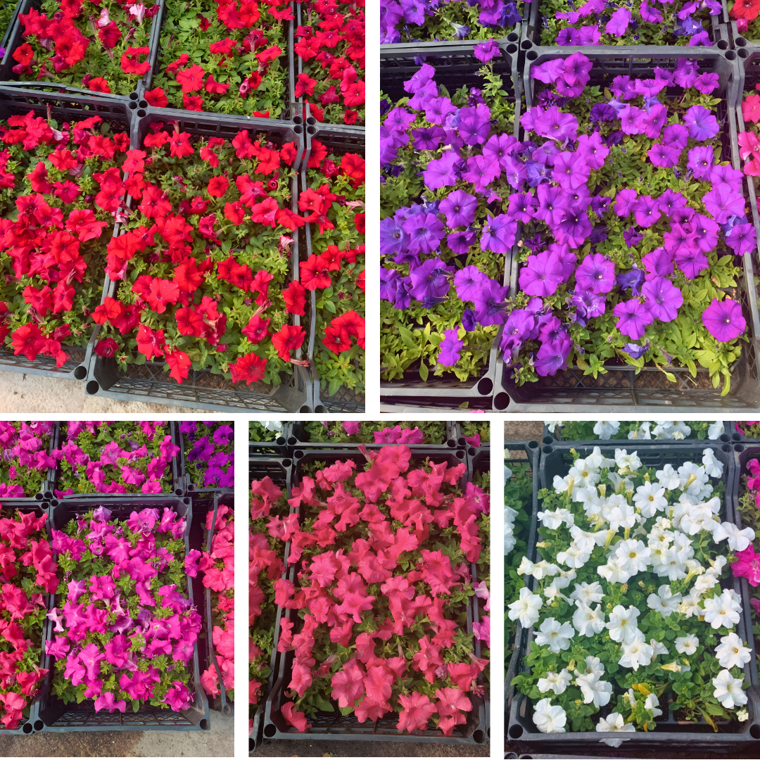 Petunya fidesi - Petunia Patio Burgundy (1 KASA /48 adet fide)