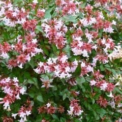Abelia grandiflora Fidanı - Güzellik Çalısı