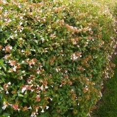 Abelia grandiflora Fidanı - Güzellik Çalısı