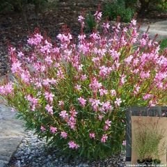 Gaura Lindheimeri - Gavura Çiçeği