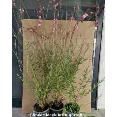 Gaura Lindheimeri - Gavura Çiçeği