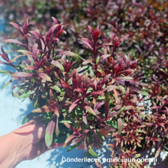 Gaura Lindheimeri - Gavura Çiçeği
