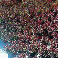 Gaura Lindheimeri - Gavura Çiçeği