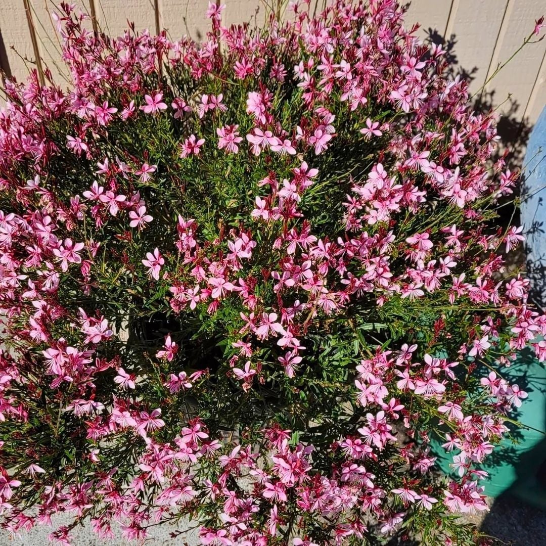 Gaura Lindheimeri - Gavura Çiçeği