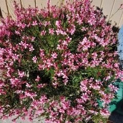 Gaura Lindheimeri - Gavura Çiçeği