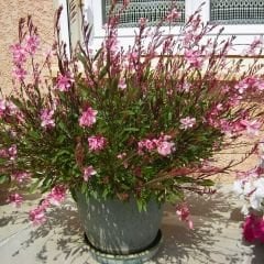 Gaura Lindheimeri - Gavura Çiçeği
