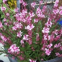 Gaura Lindheimeri - Gavura Çiçeği