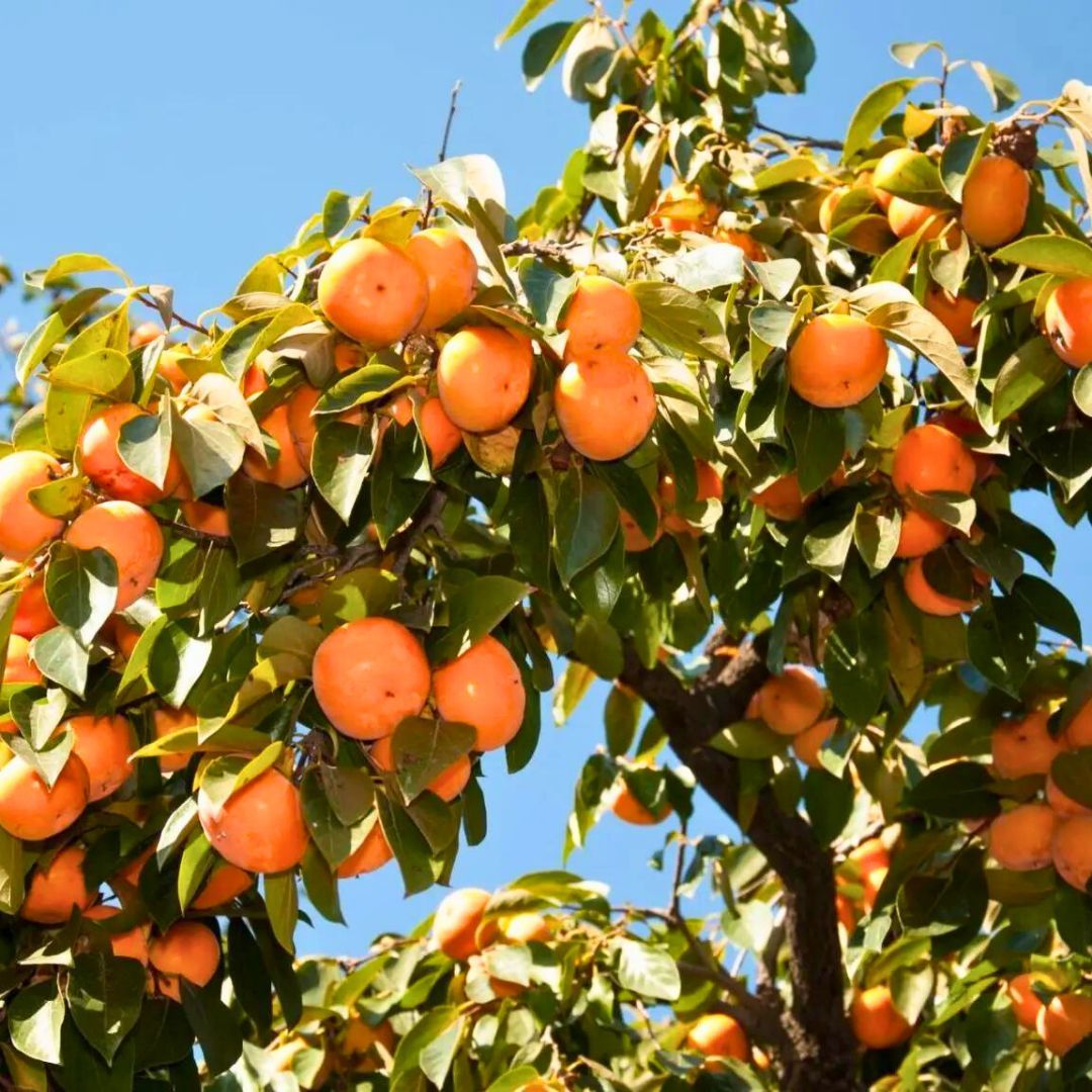 Cennet Elması Fidanı - Trabzon Hurması﻿