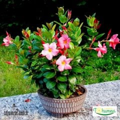 ﻿Mandevilla Çiçeği Saksıda - Rocktrompet Beyaz