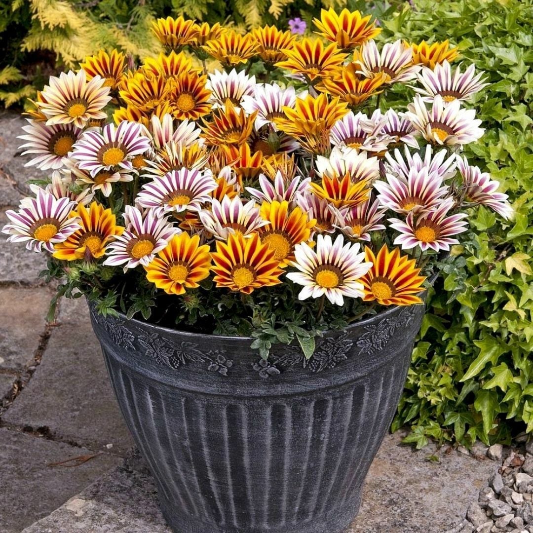 Gazanya Çiçeği Saksıda- Gazania – Koyun Gözü (1 kasa 15 adet Q15 Saksıda)