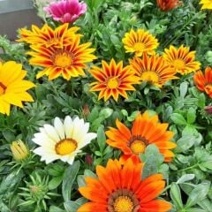 Gazanya Çiçeği Saksıda- Gazania – Koyun Gözü (1 kasa 15 adet Q15 Saksıda)