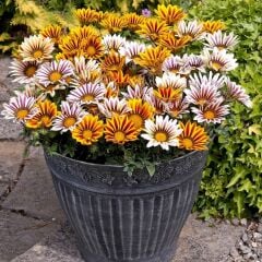 Gazanya Çiçeği Saksıda- Gazania – Koyun Gözü (1 kasa 15 adet Q15 Saksıda)