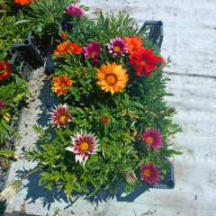 Gazanya Çiçeği Saksıda- Gazania – Koyun Gözü (1 kasa 15 adet Q15 Saksıda)