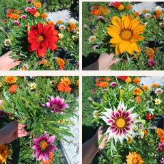 Gazanya Çiçeği Saksıda- Gazania – Koyun Gözü (1 kasa 15 adet Q15 Saksıda)