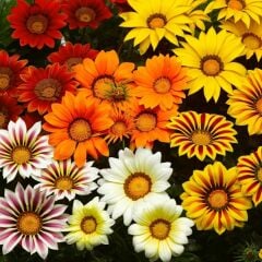 Gazanya Çiçeği Saksıda- Gazania – Koyun Gözü (1 kasa 15 adet Q15 Saksıda)