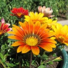 Gazanya Çiçeği Saksıda- Gazania – Koyun Gözü
