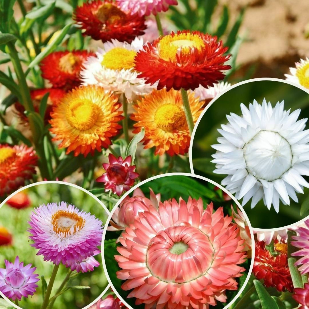 Kağıt Çiçeği Saksıda - Ölümsüz Çiçek - Helıchrysum Bracteatum