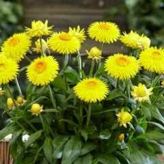 Kağıt Çiçeği Saksıda - Ölümsüz Çiçek - Helıchrysum Bracteatum