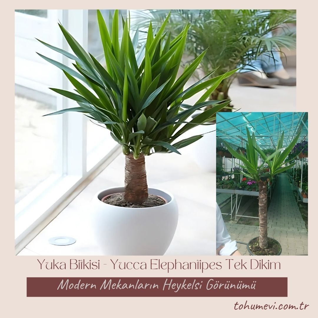 Yuka Bitkisi - Yucca Elephantipes Tek Dikim