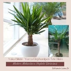 Yuka Bitkisi - Yucca Elephantipes Tek Dikim