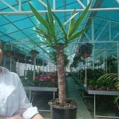 Yuka Bitkisi - Yucca Elephantipes Tek Dikim