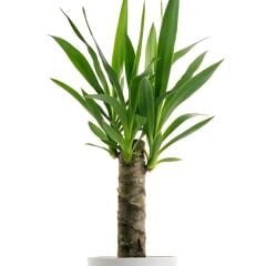 Yuka Bitkisi - Yucca Elephantipes Tek Dikim