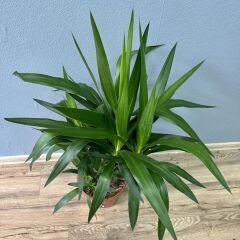 Yuka Bitkisi - Yucca Elephantipes Tek Dikim